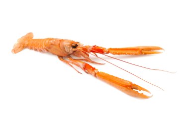 Kabuklu deniz hayvanı.