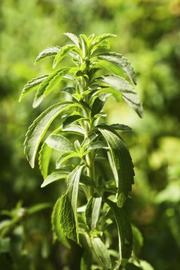 Stevia bitki