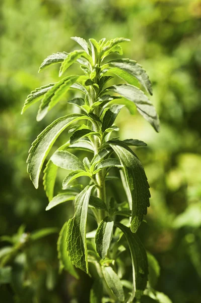 Φυτό stevia — Φωτογραφία Αρχείου