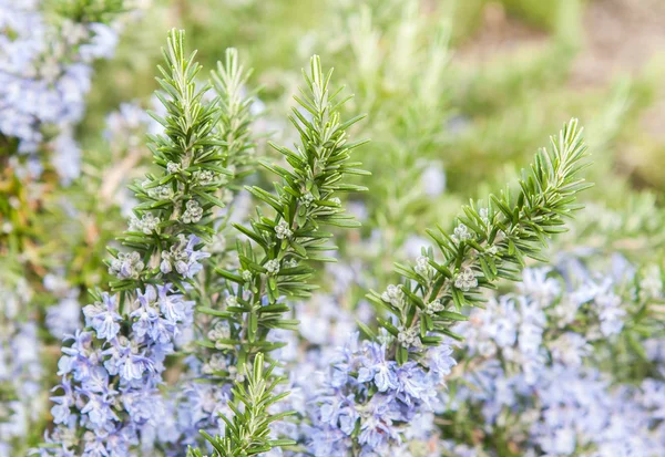 Rosmarin in Blüten — Stockfoto