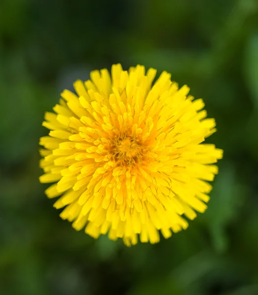 Flor de diente de león — Foto de Stock