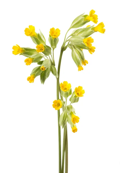 Flores de Cowslip — Foto de Stock