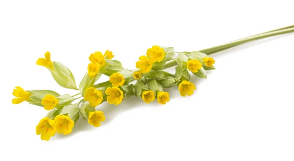 Primrose flowers — Stock Photo, Image