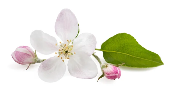 Flores de manzana — Foto de Stock