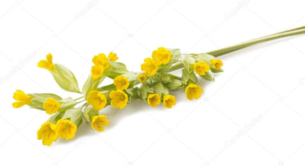 Primrose flowers