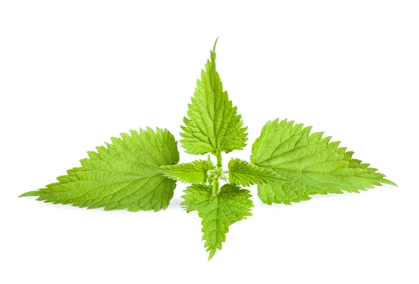 Nettle — Stock Photo, Image