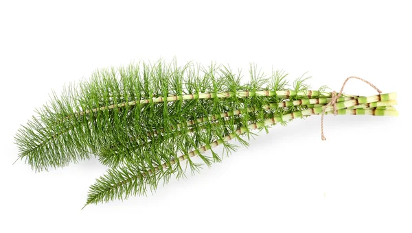Horsetail — Stock Image Horsetail Stock Photo