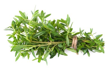 satureja montana