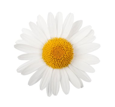 White daisy clipart