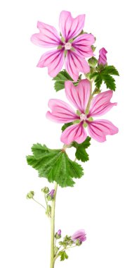 Mallow çiçekler
