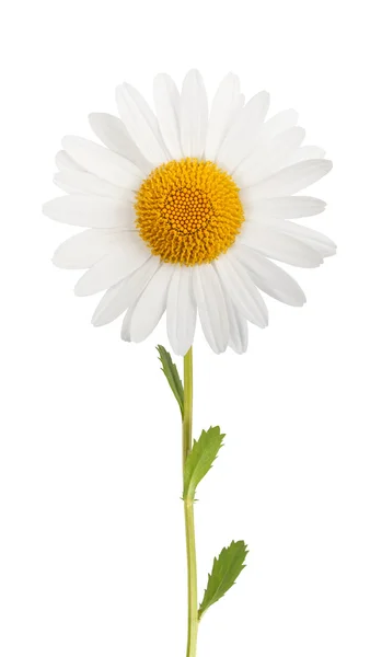 Fehér daisy — Stock Fotó