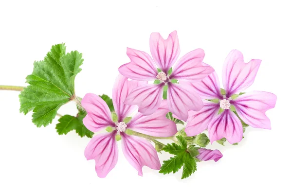 Mallow flowers — Stock Photo, Image