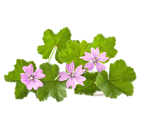 Malva — Foto Stock