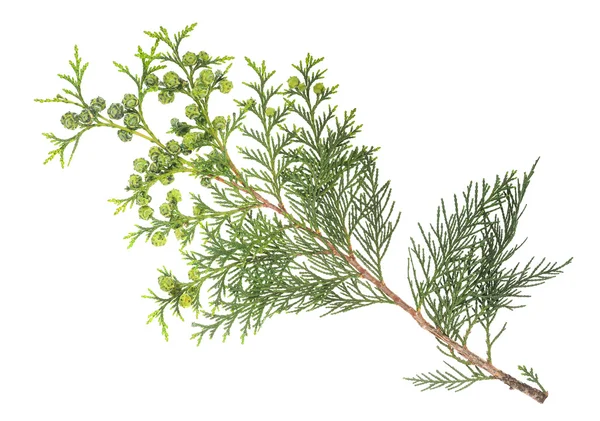Cypress twig — Stock Photo, Image