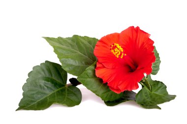 Red hibiscus clipart