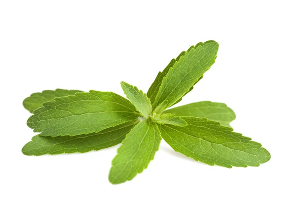 Hojas de stevia — Foto de Stock