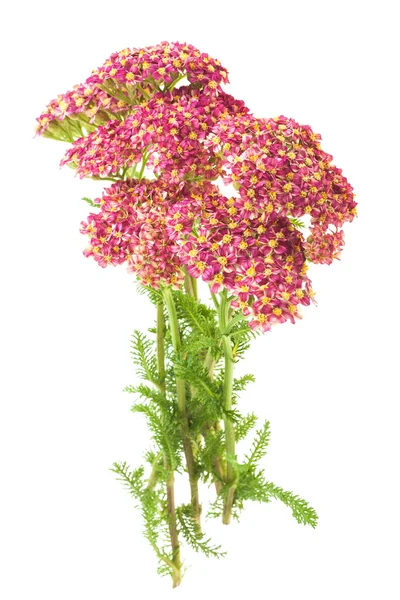 Yarrow — Stock Photo, Image