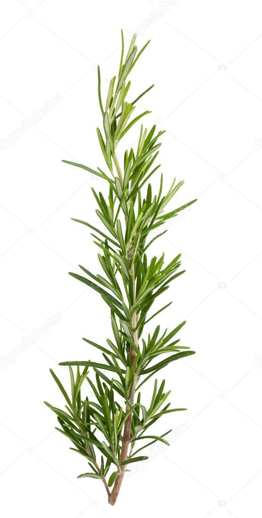 rosemary branch