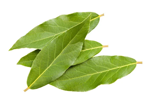 Laurel leaves — Stock Photo, Image