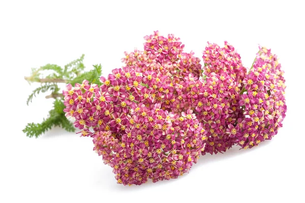 Yarrow — Stock Photo, Image