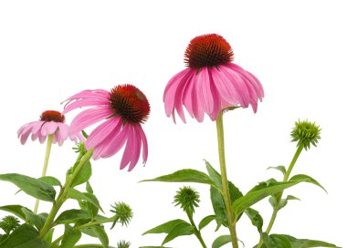 mor coneflowers