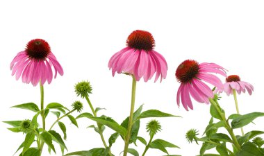 mor coneflowers
