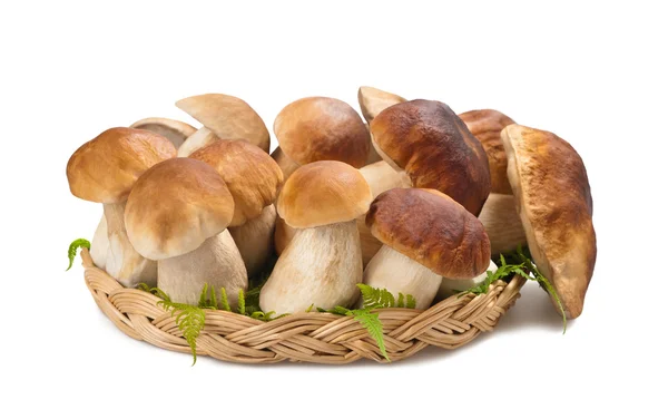 Mushrooms — Stock Photo, Image