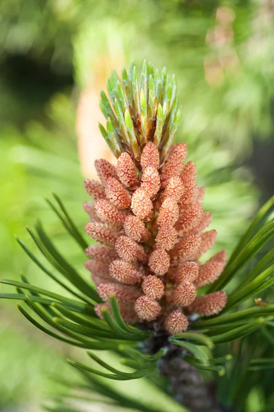 Mugo pine — Stockfoto