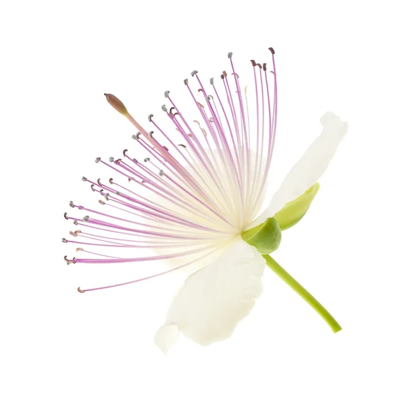 Caper flower — Stock Photo, Image