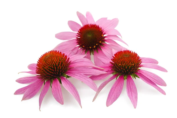 Coneflowers — Stockfoto