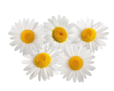 Beyaz arkaplanda izole papatya grubu