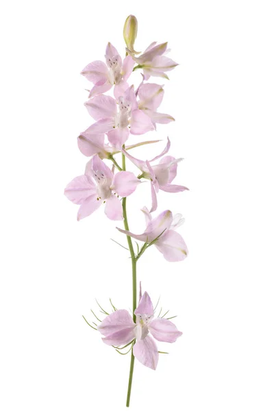 Larkspur Flores Isoladas Fundo Branco — Fotografia de Stock