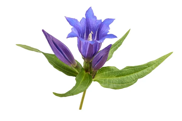 Gentiana Asclepiadea Isolata Sfondo Bianco — Foto Stock