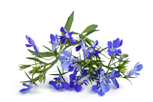 Modrý Lobelia Květiny Izolované Bílém Pozadí — Stock fotografie