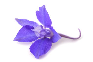 Larkspur çiçek başı beyaz arkaplanda izole edildi