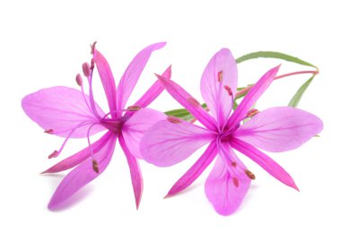 Pink Alpine willowherb flowers isolated on white clipart