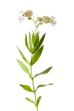 Çiçekli idrar kesesi bitkisi (Silene vulgaris) beyaz üzerine izole edilmiş