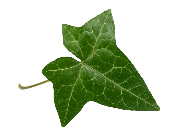Ivy Leaf Isolated White Background — Stock Photo, Image