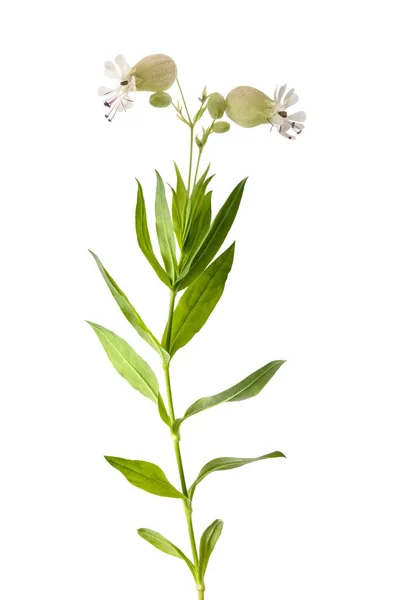 Močový Měchýř Kampion Rostlina Květinami Silene Vulgaris Izolované Bílém — Stock fotografie