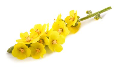 Mullein çiçekleri beyaz arkaplanda izole edilmiş