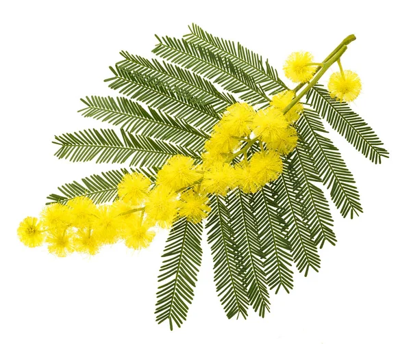 Mimosa (silver wattle) branch isolated on white background.