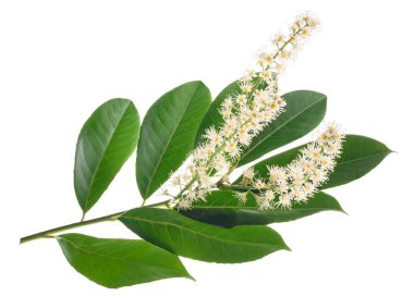 Beyaz arka plan üzerinde izole Prunus laurocerasus çiçek