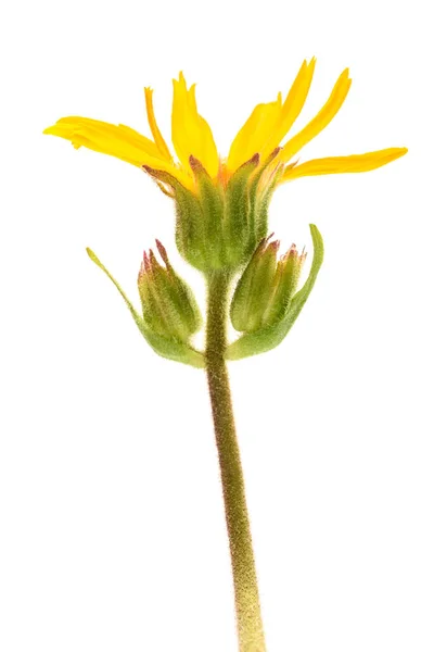Beyaz Arkaplanda Yalıtılmış Arnica Çiçeği — Stok fotoğraf