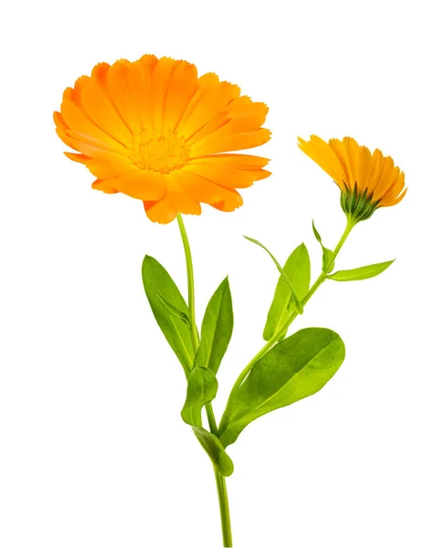 Marigold Med Blommiga Vit Bakgrund — Stockfoto