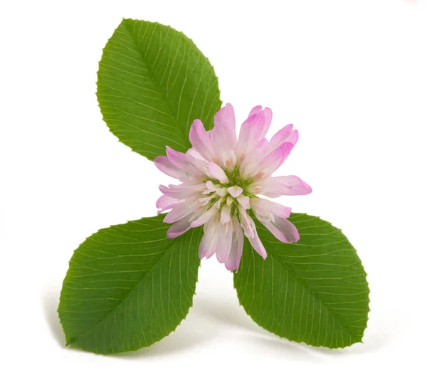 Trébol Invertido Trifolium Resupinatum Aislado Sobre Fondo Blanco — Foto de Stock