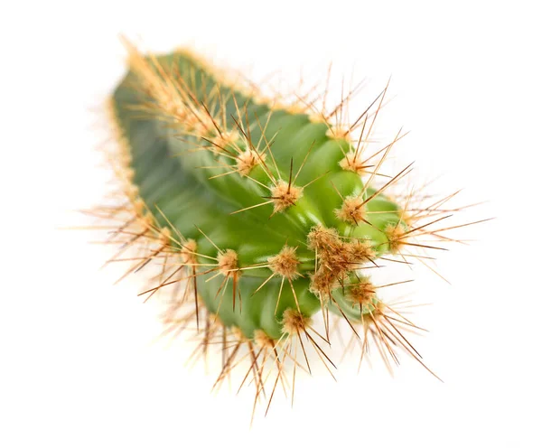 Rama Cactus Aislada Sobre Fondo Blanco — Foto de Stock