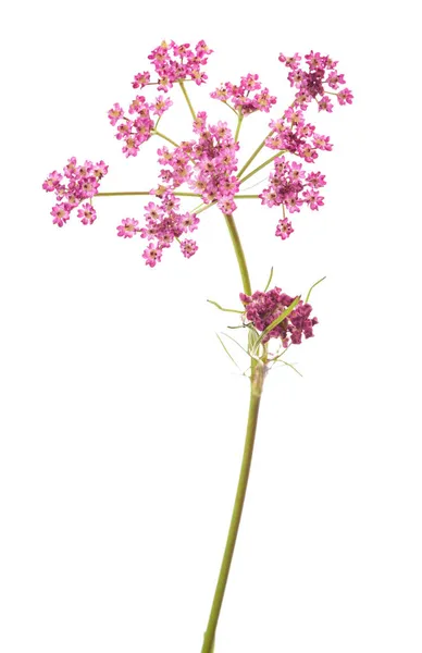 白地に孤立したカルムカルビの花 — ストック写真