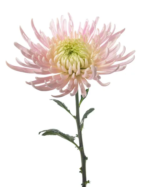 粉红菊花 白色背景分离 — 图库照片