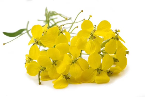Желтые Цветы Изолированы Белом Фоне — стоковое фото