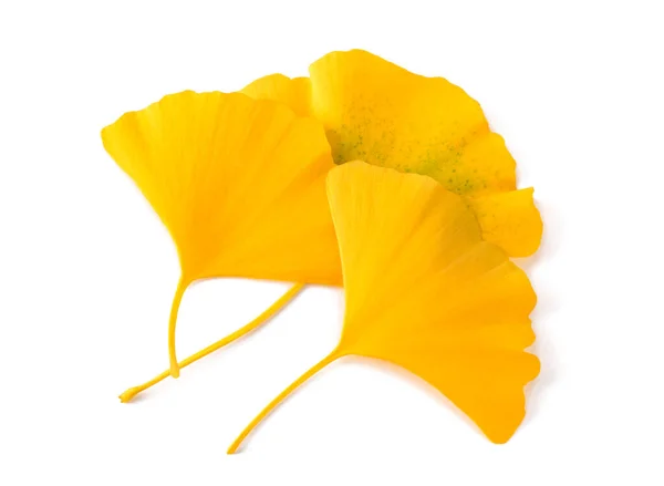 Ginkgo Dried Leaves Isolated White — Stock Photo, Image